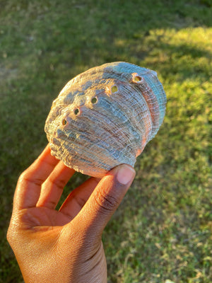 Abalone Shell