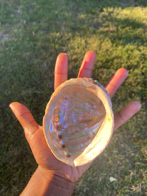 Abalone Shell