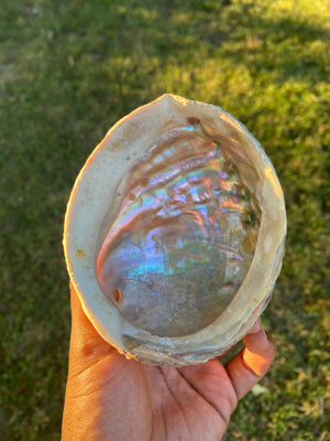 Abalone Shell