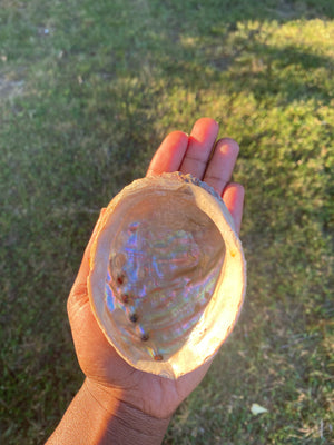 Abalone Shell